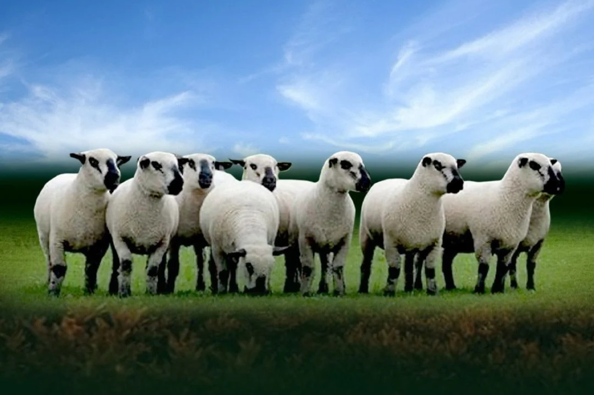 Rebanho Hampshire Down em pastagem